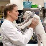Majors for Veterinarians
