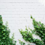 The New Ivies: 2025 Edition